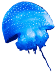 水母